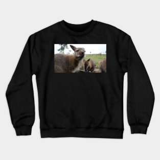 Don`t You Touch My Noms! Crewneck Sweatshirt